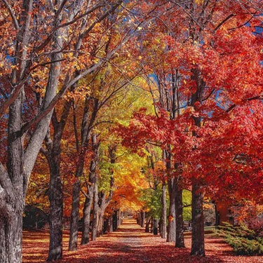 Diamond Painting Herfst bomen met Ronde steentjes 100x100 - Beste Kwaliteit